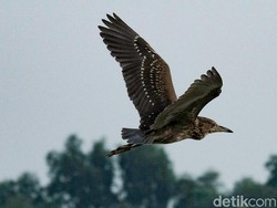 3 Tipe Persebaran Fauna di Indonesia, Ada di Mana Saja?
