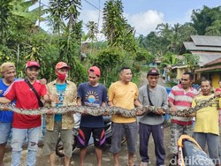 Ular Sanca Pemangsa Kucing Ditangkap Warga di Cianjur