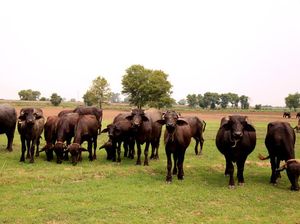 Andilan, Tradisi Potong Kerbau Jelang Lebaran yang Mulai Punah