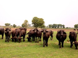 Andilan, Tradisi Potong Kerbau Jelang Lebaran yang Mulai Punah