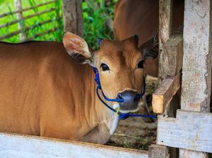 Foto: Fakta Menarik Tentang Kerbau