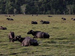 Contoh Hewan Vivipar dan Jenis-Jenisnya, Dari Mamalia sampai Marsupialia
