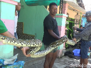 Warga Lumajang Tangkap Ular Sanca 3,5 Meter Pemangsa Ternak Ayam