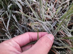 2 Hari Berturut-turut, Embun Dieng Kembali Membeku Pagi Ini