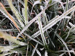 Embun Es di Dieng Muncul Lebih Awal, Ini Pesan BMKG