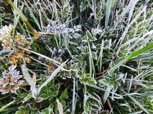 Embun Es Kembali Selimuti Dataran Tinggi Dieng
