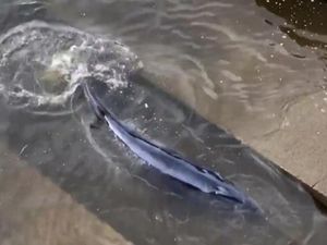 Ada Paus Terdampar di Tengah Kota London