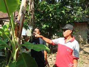 Jantung Pisang Tumbuh di Tengah Batangnya Bikin Warga Penasaran