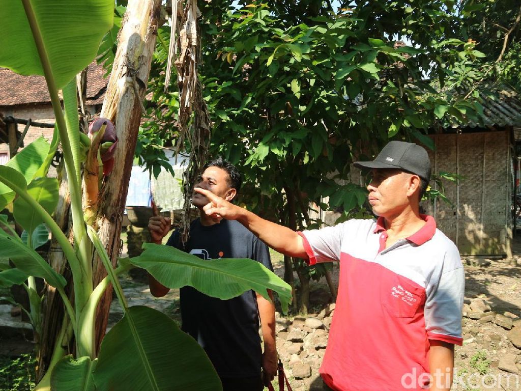 Jantung Pisang Tumbuh di Tengah Batangnya Bikin Warga Penasaran Jantung Pisang Tumbuh di Tengah Batangnya Bikin Warga Penasaran