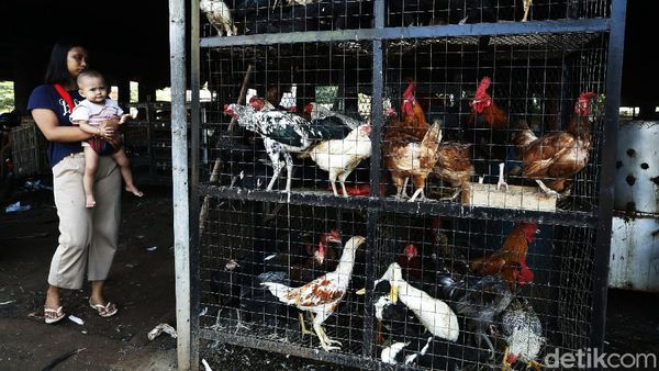 Warga Berburu Ayam dan Entok Jelang Lebaran