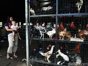 Warga Berburu Ayam dan Entok Jelang Lebaran