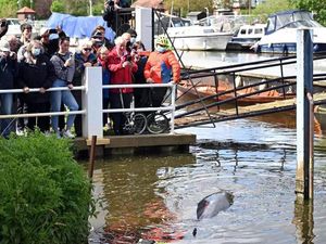 Bayi Paus yang Terdampar di Sungai Thames di London Berhasil Diselamatkan