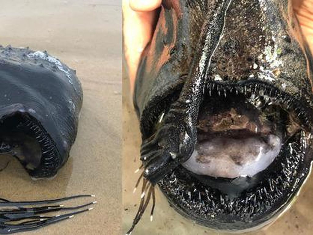 Disebut Mirip Vokalis Band Metal, Ikan Langka Ini Bikin Ngakak Netizen Disebut Mirip Vokalis Band Metal, Ikan Langka Ini Bikin Ngakak Netizen