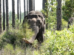 Panti Jompo untuk Gajah-gajah Bekas Sirkus