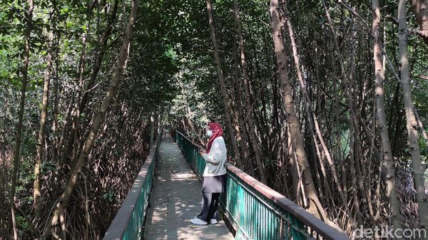 Kawasan Ekowisata Mangrove PIK, Cocok Banget Buat Wisata Luar Ruang