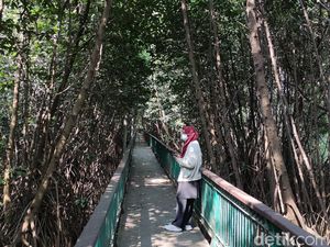 Kawasan Ekowisata Mangrove PIK, Cocok Banget Buat Wisata Luar Ruang Kawasan Ekowisata Mangrove PIK, Cocok Banget Buat Wisata Luar Ruang