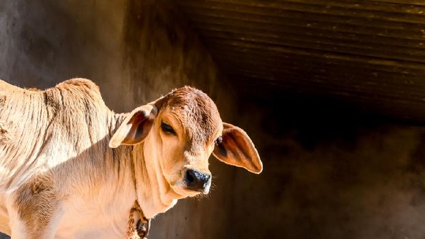 cow calf in farm ,beautiful view of cow calf,brown young cow calf in india