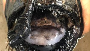Ini Ikan Atau Alien, Seram Betul!