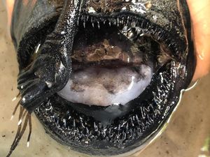 Ini Ikan Atau Alien, Seram Betul! Ini Ikan Atau Alien, Seram Betul!