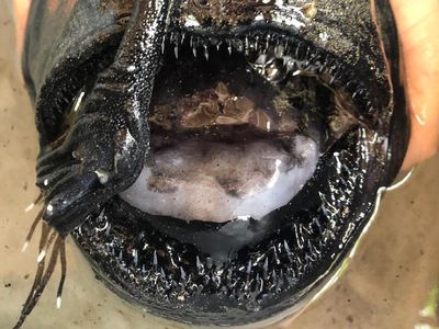 Ini Ikan Atau Alien, Seram Betul!