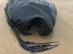 Viral di Facebook, Ikan Monster Ditemukan di California