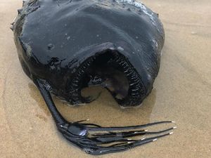Viral di Facebook, Ikan Monster Ditemukan di California Viral di Facebook, Ikan Monster Ditemukan di California