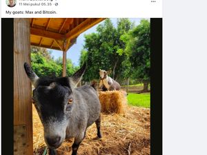 Mark Zuckerberg Umumkan Nama Kambingnya Bitcoin