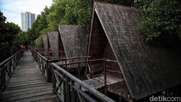Menjelajah Hutan Mangrove di Pesisir Ibu Kota