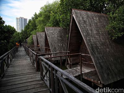Menjelajah Hutan Mangrove di Pesisir Ibu Kota