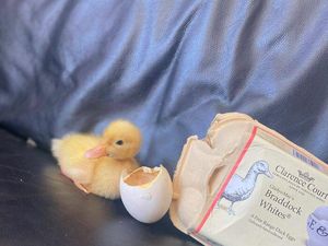 Ikuti Tren TikTok, Wanita Ini Berhasil Tetaskan Telur Bebek Sendiri!