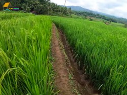 Penggilingan Padi RI Dapat Suntikan Modal Asing Rp 189 M