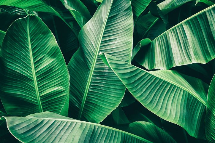 daun pisang bagus untuk memasak