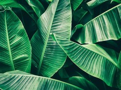 Seikat Daun Pisang di Jepang Harganya Ratusan Ribu, Netizen: Di Sini Gratis