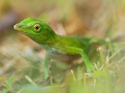 Ternyata Begini Loh Cara Kadal Bernapas di Dalam Air
