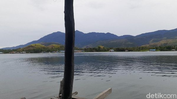 Foto Kayu Ajaib dari Papua, Tahan Ratusan Tahun Terendam Air