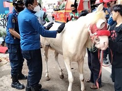 Kuda Putih Jeblos di Selokan di Jaksel, Berhasil Dievakuasi