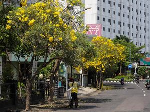 Libur Lebaran Makin Berseri dengan Bunga Tabebuya Bermekaran di Surabaya