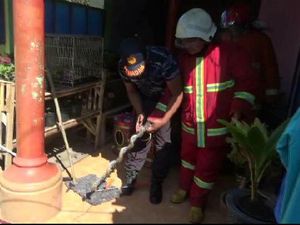 Suasana Lebaran Digegerkan Ular Cobra, Damkar Probolinggo Turun Tangan