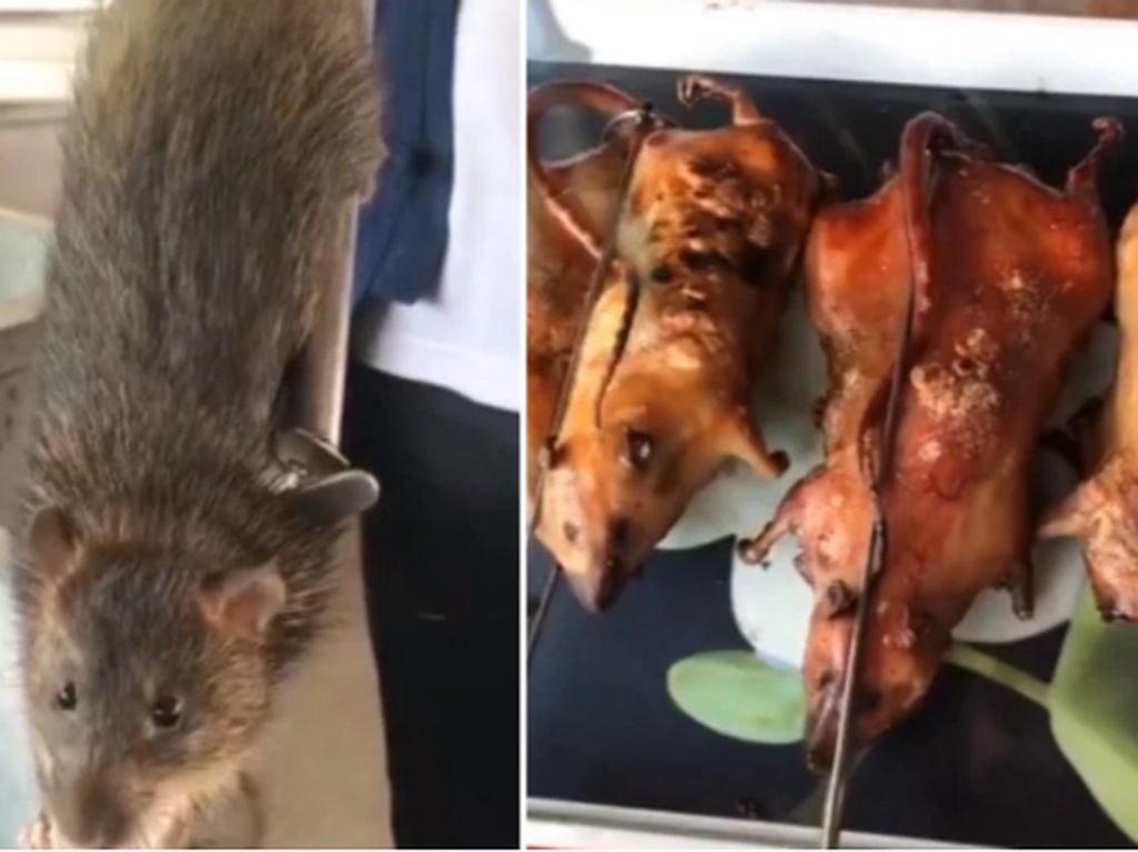 Wow! Ternak Tikus di Thailand Bisa Raup Keuntungan Rp 34 Juta
