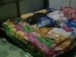Bikin Heboh! Babi dengan Santuy Tidur di Kamar Warga