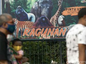 Pengunjung Masih Datang ke Ragunan: Ngecek Saja Pengunjung Masih Datang ke Ragunan: Ngecek Saja