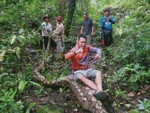 3 Kisah Gempar Ular 7 Meter Mangsa Sapi Bulat-bulat