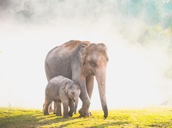 18 Gajah Mati Bersamaan, Disambar Petir atau Keracunan?