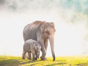 Gajah di India Jalani Tes Covid-19 Gajah di India Jalani Tes Covid-19