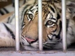 Tragis, Dua Pawang Tewas Diserang Harimau