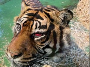 Tak Hanya Manusia, Harimau Juga Operasi Mata Lho