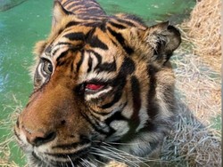 Tak Hanya Manusia, Harimau Juga Operasi Mata Lho