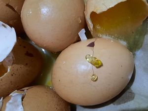 Imbas PPKM, Peternak di Boyolali Keluhkan Harga Telur Ayam Turun Imbas PPKM, Peternak di Boyolali Keluhkan Harga Telur Ayam Turun