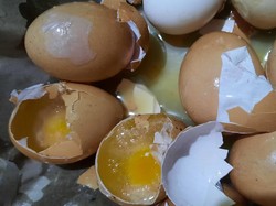 Mengapa Telur Ayam Ini Keras hingga Dikira Palsu Meski Asli?