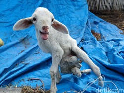 Unik! Kambing di Kulon Progo Ini Punya 7 Kaki dan 2 Kelamin